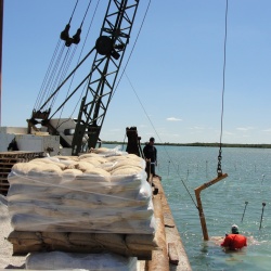 Seagrass Restoration