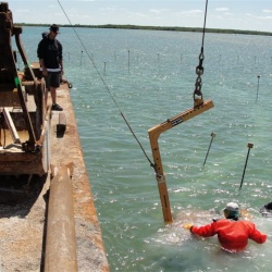 Seagrass Restoration